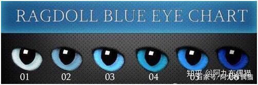 布偶猫舍推荐买什么猫粮,正规布偶猫舍推荐及其地理位置