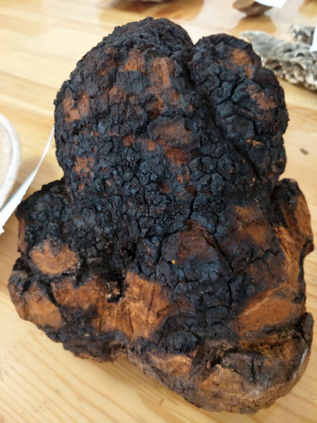 野生人参的真相,灵芝真相大揭秘