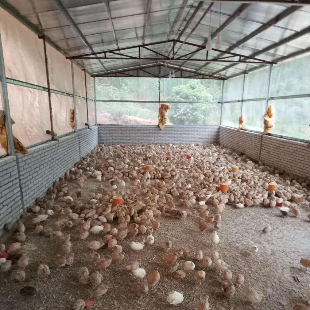 38岁河南小伙回乡创业,农村90后小伙回来创业