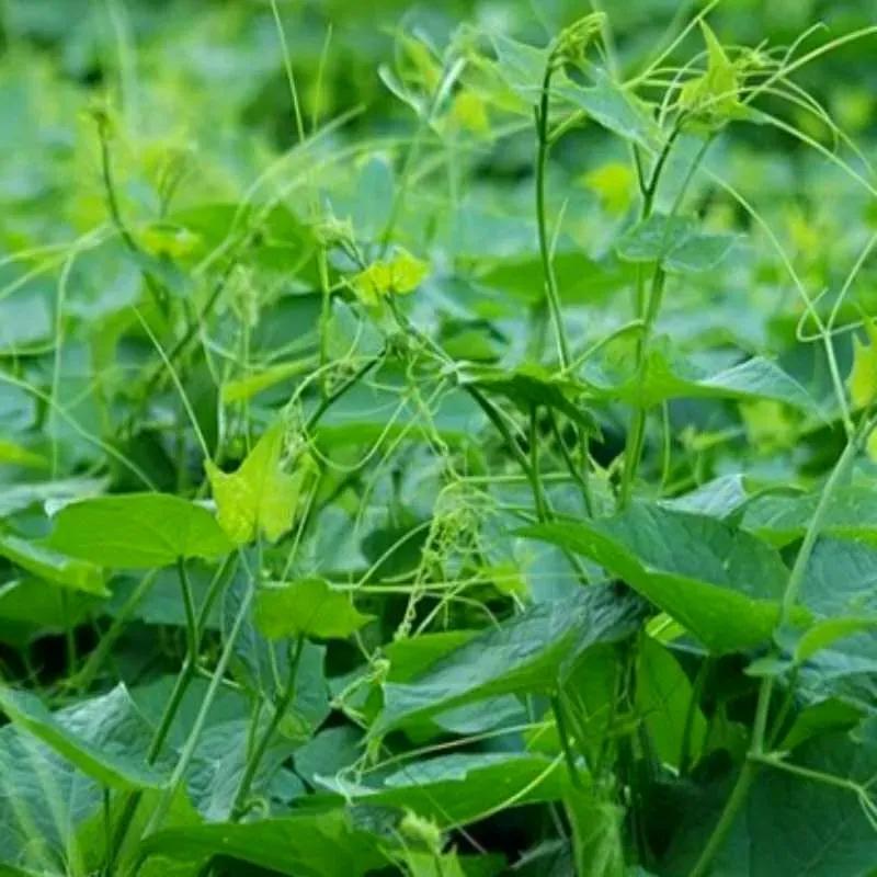 纯真年代（15）贵州安顺佛手玉润念佛手瓜