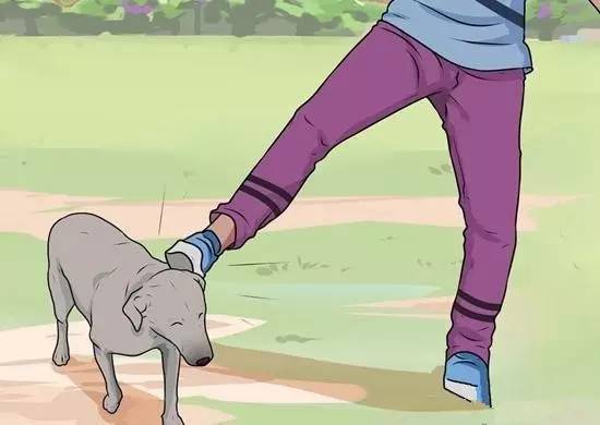 面对狗狗的袭击怎么面对,狗狗有攻击行为怎么纠正