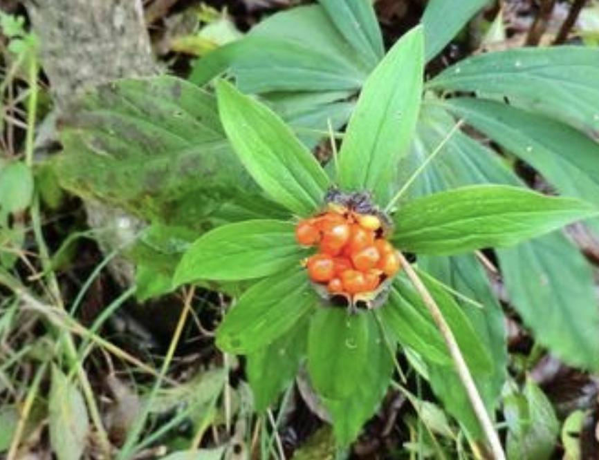 南方种什么药材树值钱,南方什么树最值钱又好