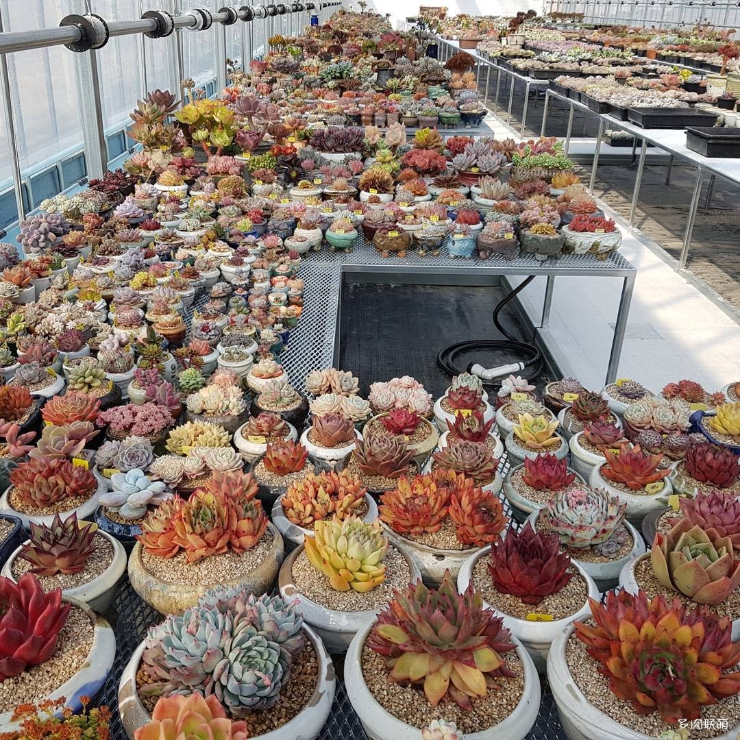 韩国大棚多肉,肉叔带你走遍韩国多肉大棚
