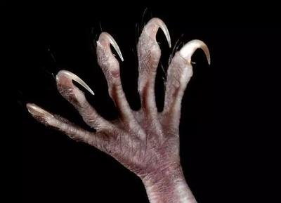 蝙蝠都吃什么水果,蝙蝠捕鱼