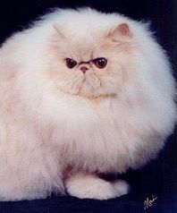 猫咪颜色遗传规律,猫咪遗传基础知识大全