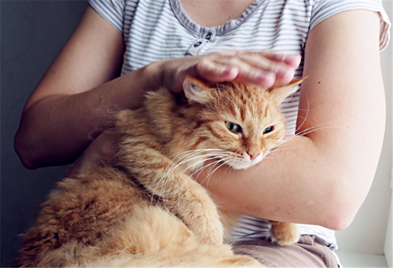 揭秘那些养猫谣言是真的吗,养猫的十大迷惑行为