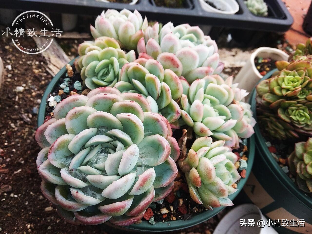 多肉植物有枯叶怎么办呢,多肉植物的枯叶要摘了吗