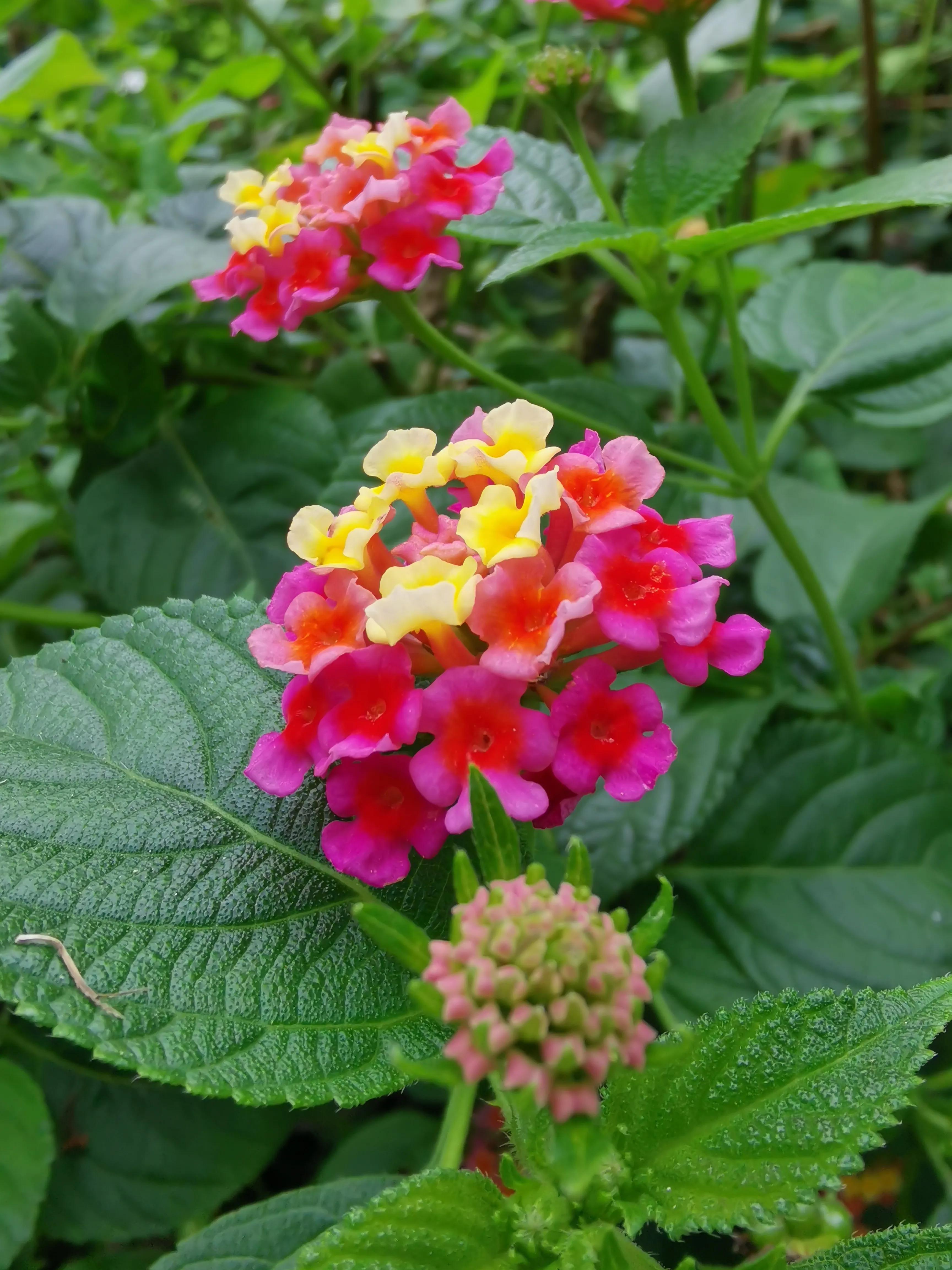 曾经特别火的拍照手机,那些年的拍照手机