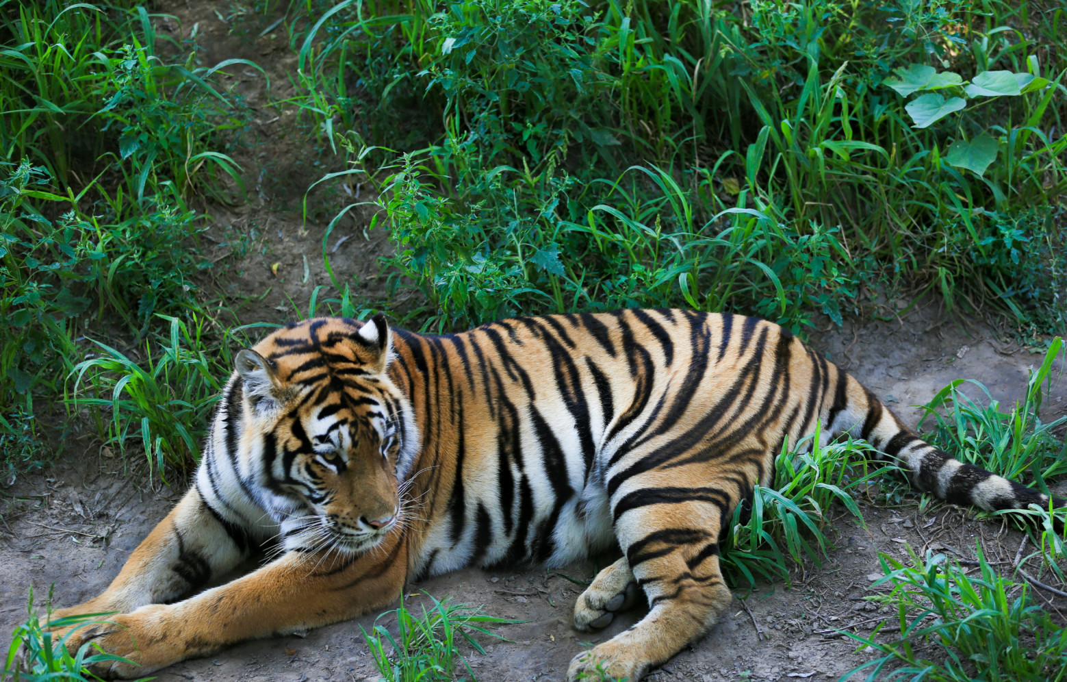 铁汉有柔情吗？看看老虎的繁殖与交配，了解冷门的知识点