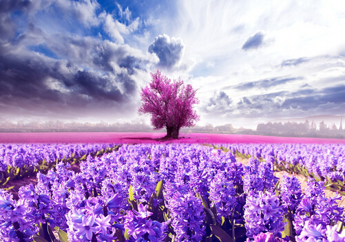 薰衣草的花语小说,薰衣草的花语就是等待爱情