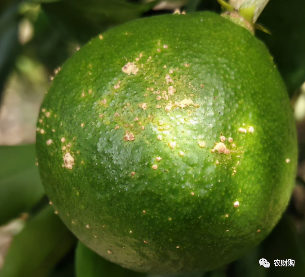 疮痂病，现已发现发病！常规、高阶、以及顶级版用药推荐