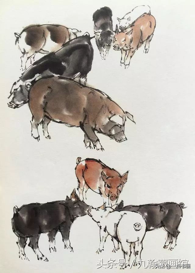 简单猪画画教学,国画写意猪图大全