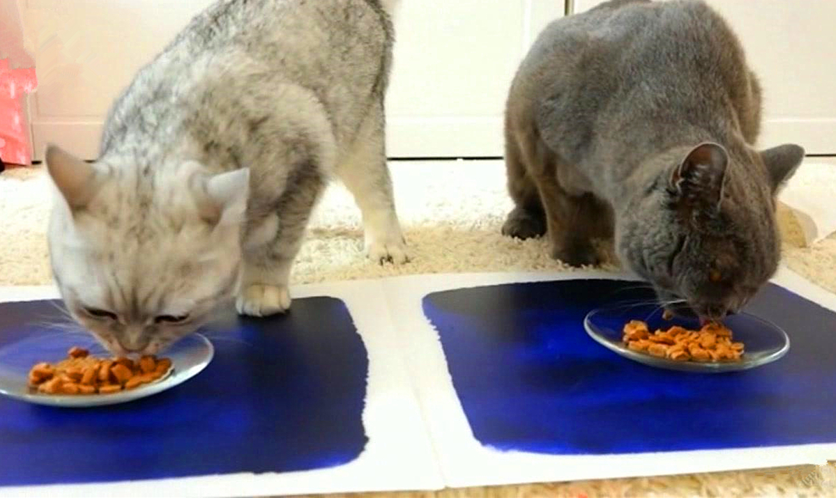 猫咪有毛怎么还怕冷,别看猫咪那么多毛猫咪是很怕冷的