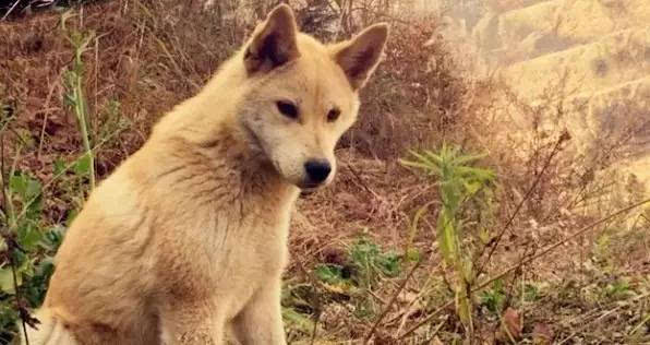 “狗是我们的朋友但土狗不是”，到底是狗土？还是人变味了？