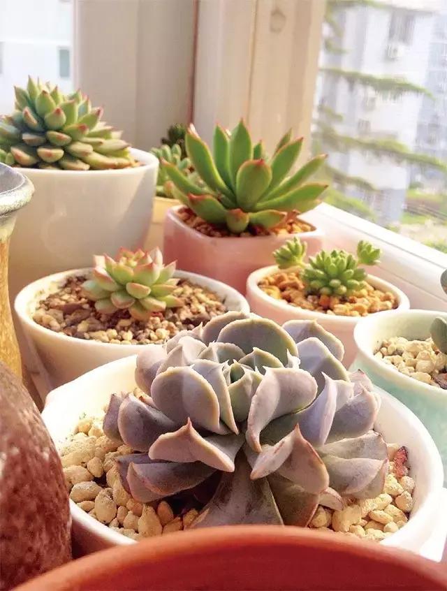 春·绿丨会长大的幸福多肉达人向我看齐！