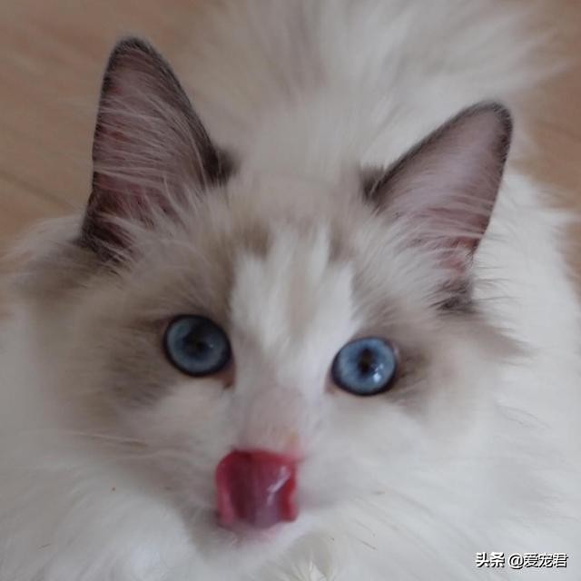 比较忙没有时间陪猫咪,经常上班没空陪猫咪可以吗