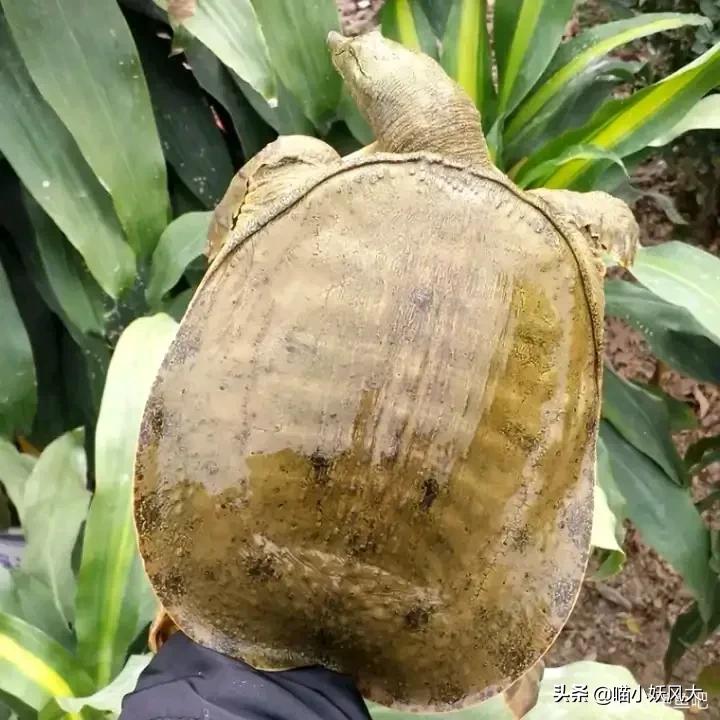 百年巨鳖,百年巨兽被抓视频