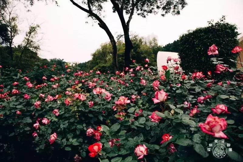 深圳遛娃必去的50个主题公园,深圳亲子游十佳去处免费