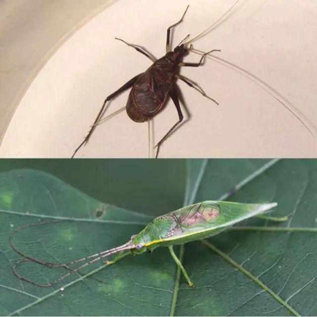 玩虫讲究,玩虫子的人