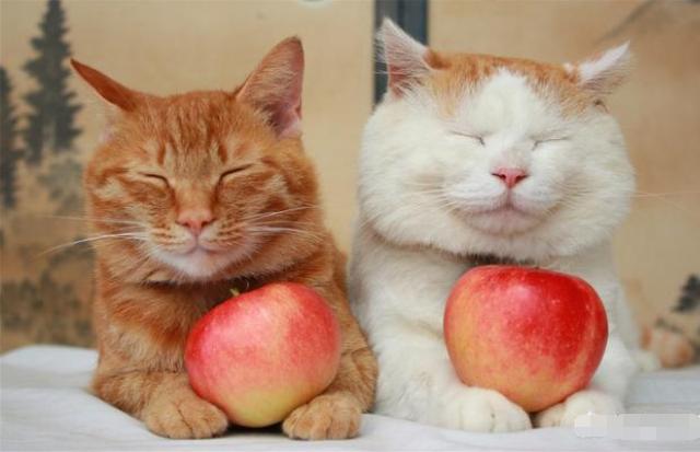 成都人一般说方言还是普通话,重庆话与成都话到底区别有多大