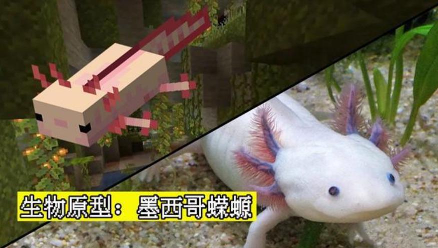 美西螈在我的世界里如何轻松获得,美西螈在我的世界吃什么