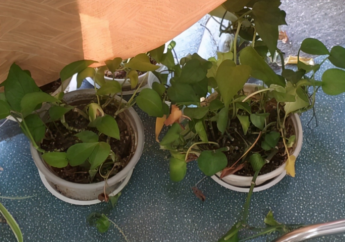 绿萝养得太旺盛了怎么办,绿萝养了一年不长怎么办