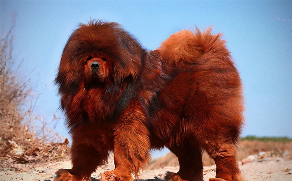 中大型犬什么时候补钙,大型犬换牙必须补钙吗