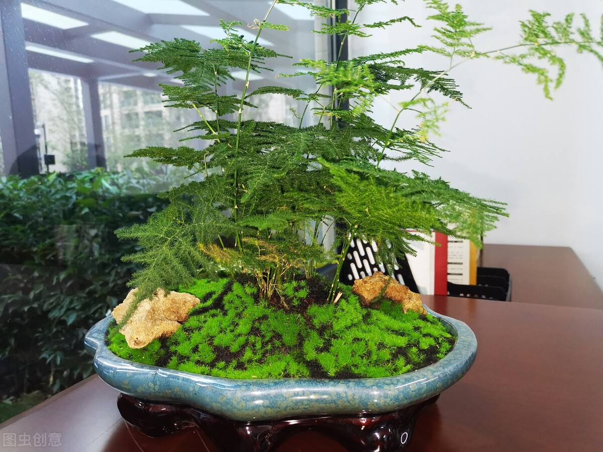 家里的文竹突然猛长是什么预兆,文竹总是长枯枝怎么办