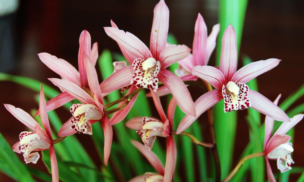 兰花怎么养才能旺盛喜阳,兰花花开富贵出花苞后注意事项