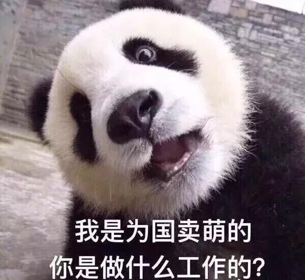 牙根管治疗大熊猫,大熊猫治牙