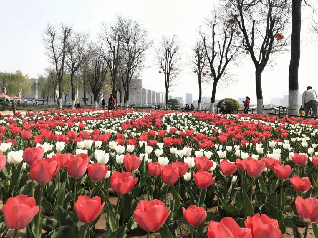 咸阳统一广场郁金香,咸阳郁金香花展在哪里