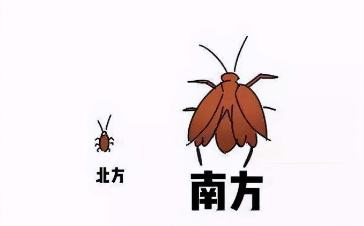 蟑螂的生命力到底有多顽强,蟑螂生命力为什么那么强