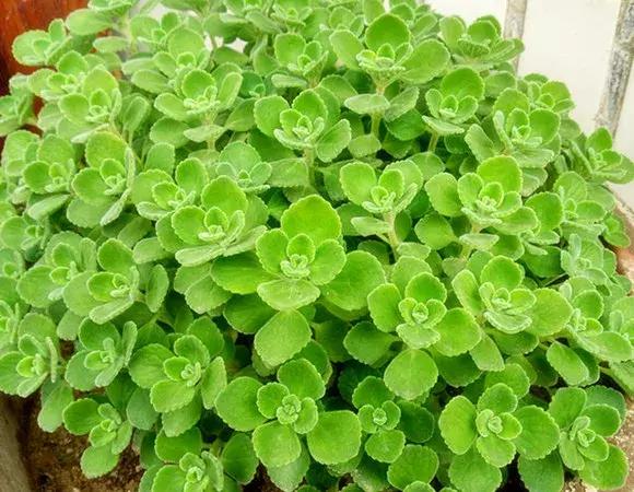 种什么蔬菜可吸甲醛,坪地吸甲醛的植物