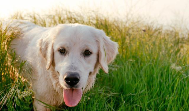 拉布拉多两岁可以训练成导盲犬吗,2个月的拉布拉多怎样训练大小便