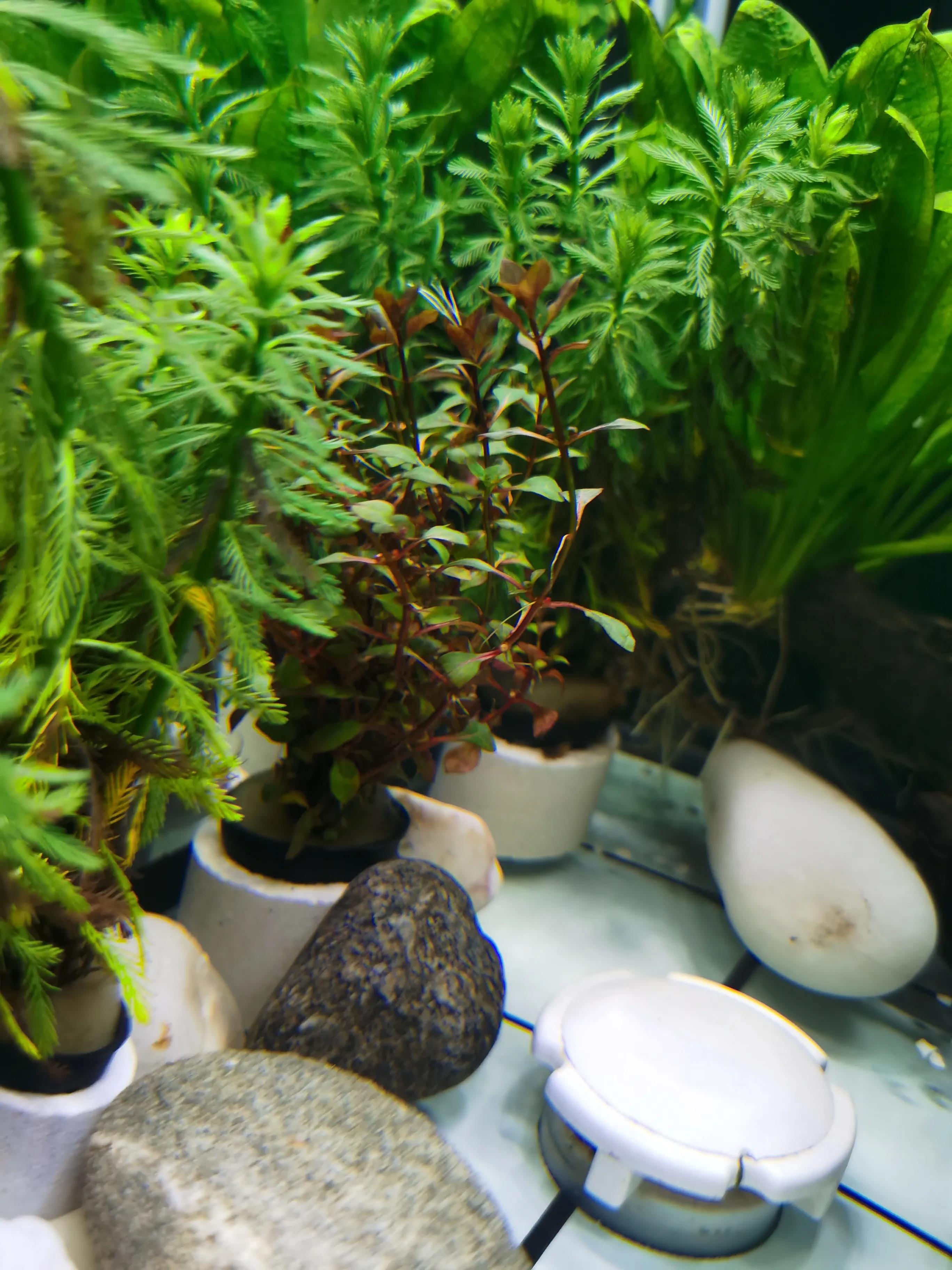 十大适合新手养的水草,比较好养的水草推荐