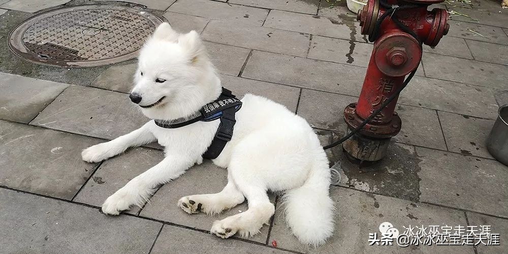 绿皮车成渝铁路上运行,川黔铁路最后的绿皮车