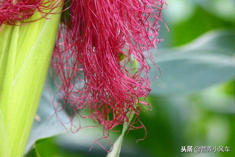 尿路感染不可以吃哪些食物,尿路感染要禁哪些食物