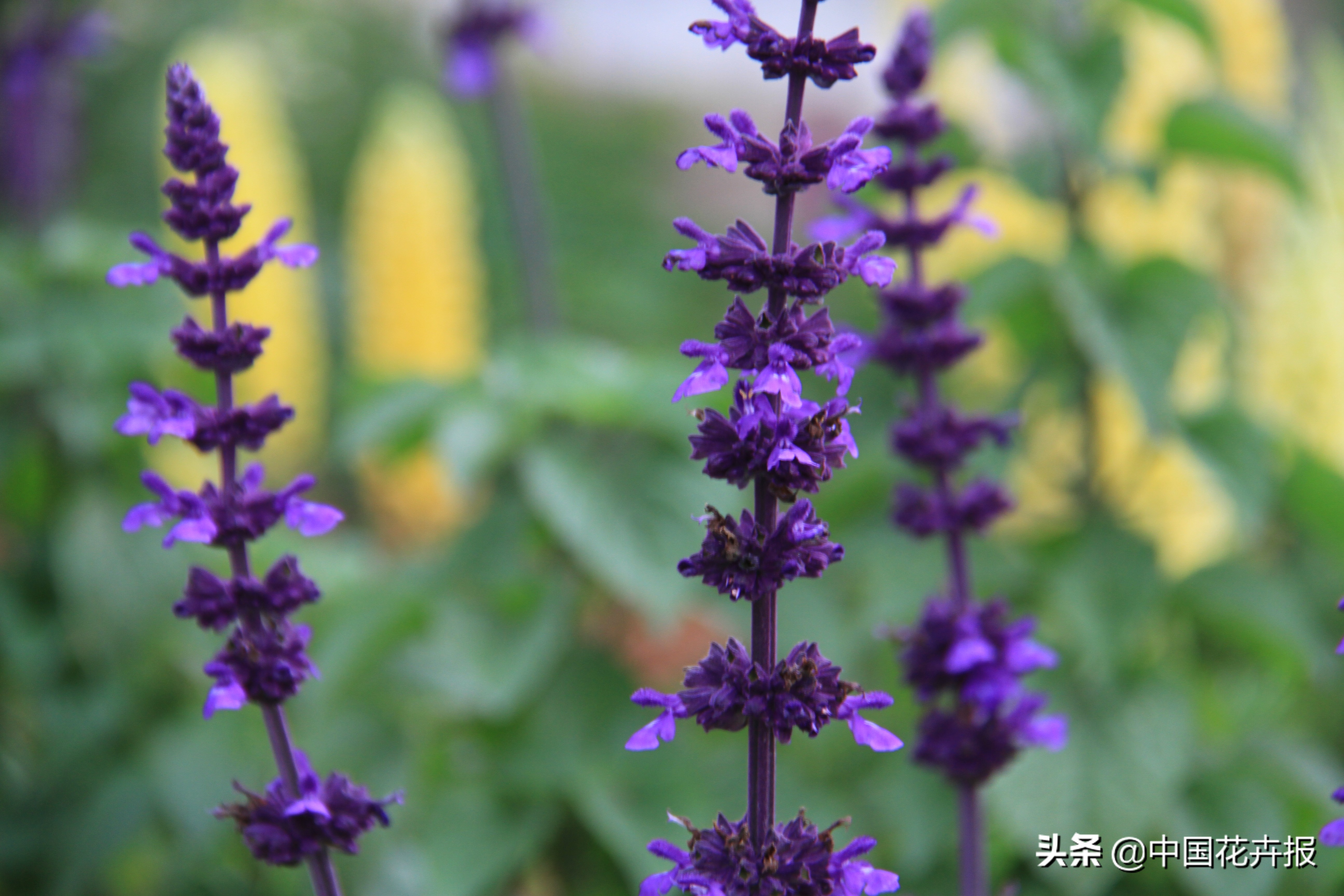 花园必备植物大全,花园常用植物科普