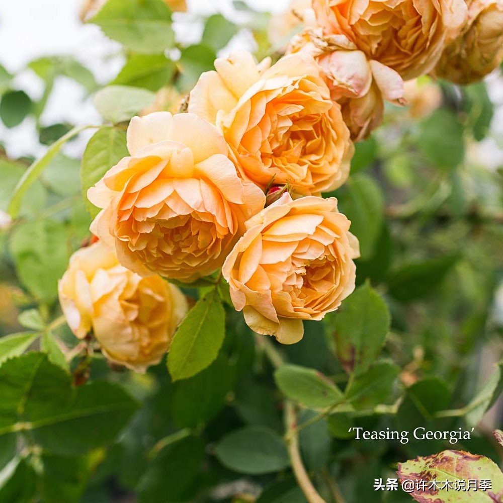 月季为什么不开花和品种有关系吗,买回来的月季不长花骨朵怎么办