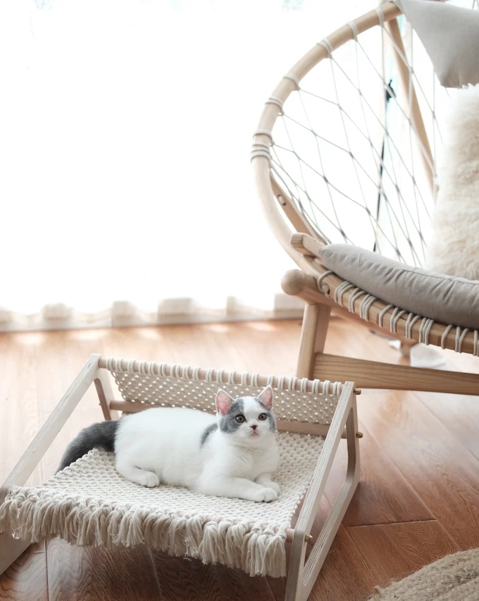 新手养猫必备好物新手铲屎官必看,养猫家庭装修要注意什么