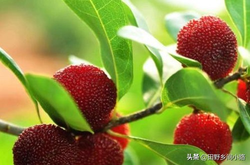 杨梅的种植技术,杨梅种植技术大全