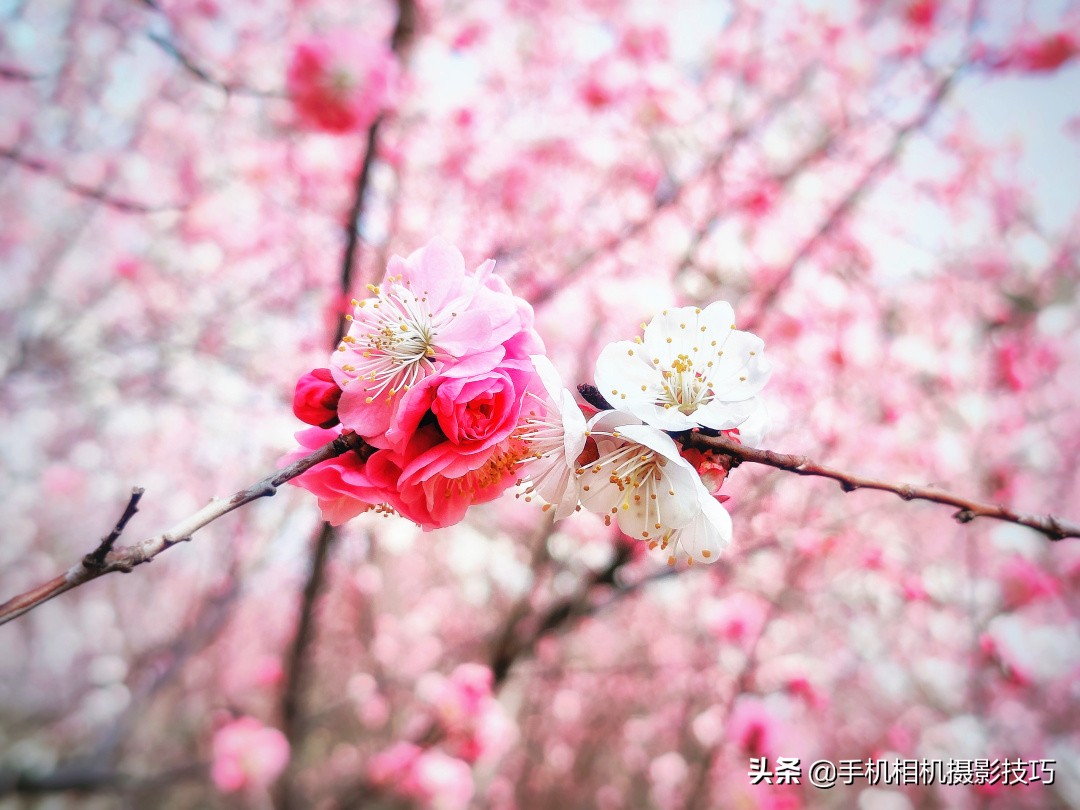 手机上面的长焦镜头是定焦吗,手机外挂长焦镜头真的有效果吗
