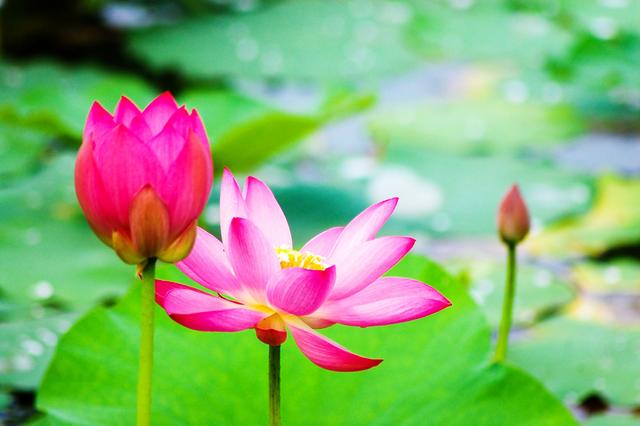 盛夏来一场赏荷盛宴