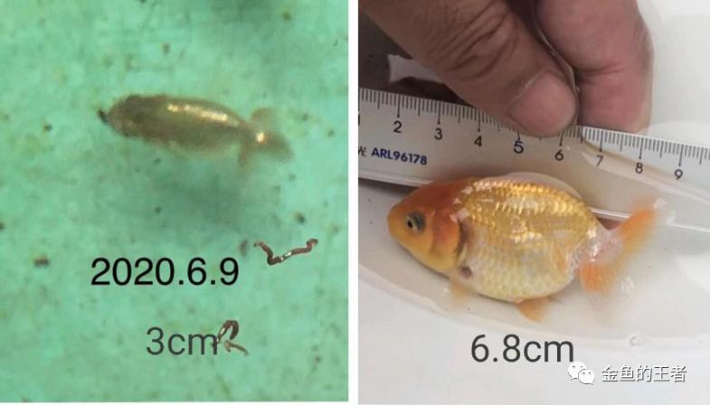 养功考试1个月，20条鱼的前后成长对比，变化太惊艳了