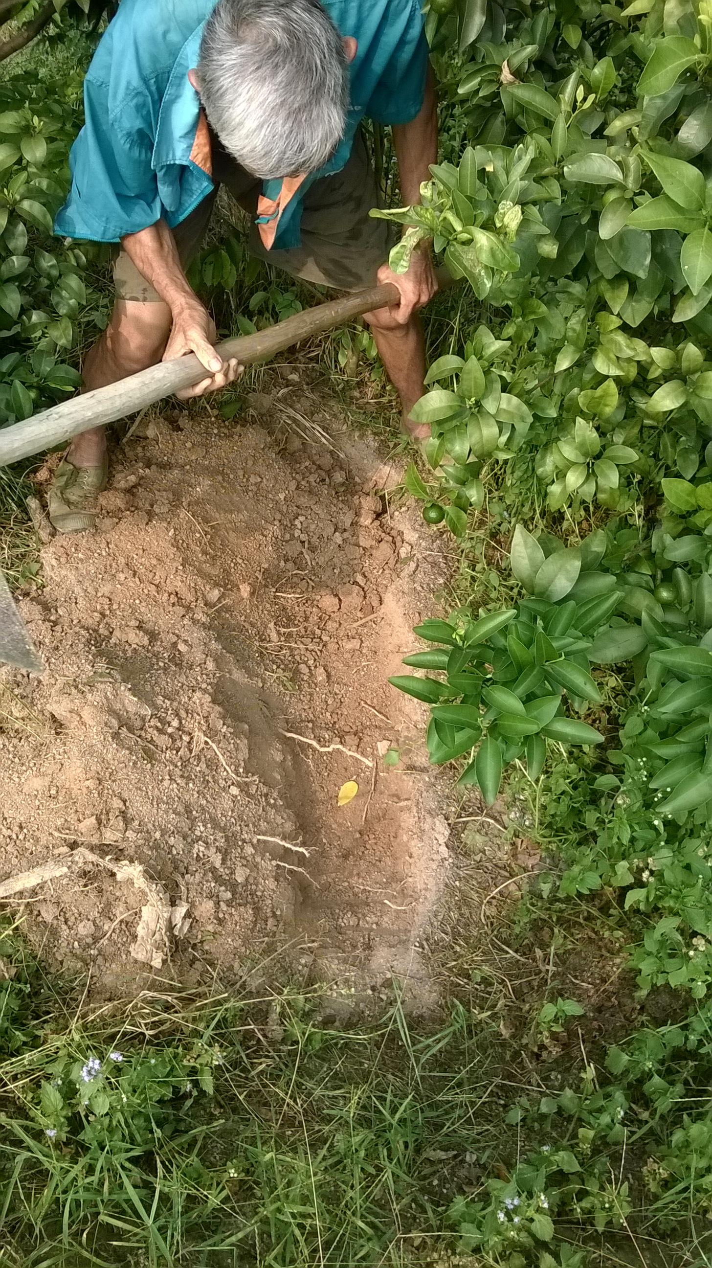 沙糖桔黄化具体有哪些