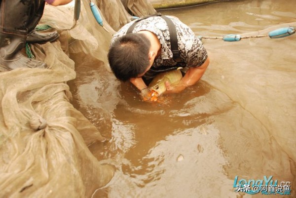 适合新手养的龙鱼品种,龙鱼对于新手来说好养吗
