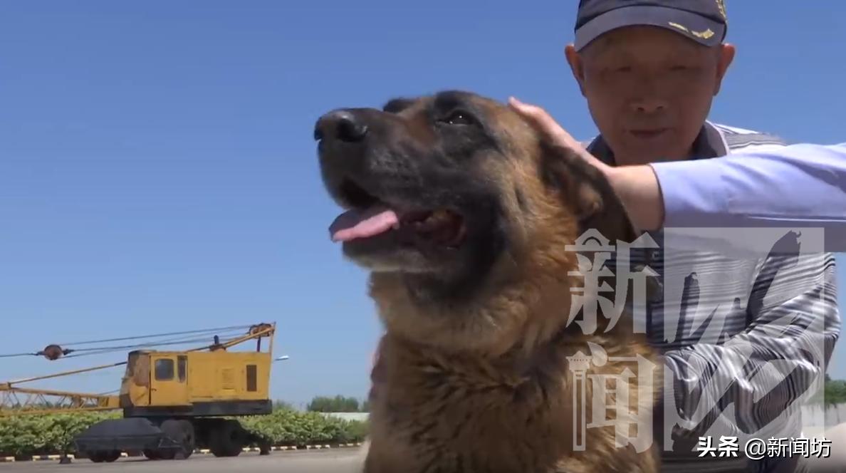 小伙一只宠物狗丢失,一男子2万元买了一只宠物犬