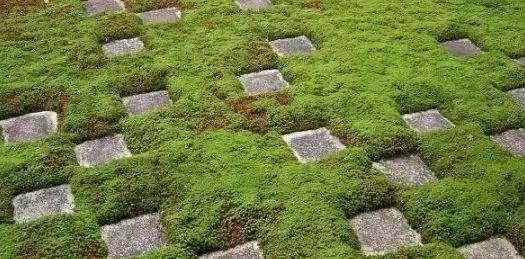 禅意庭院一定要用苔藓吗,禅意苔藓微景观制作视频