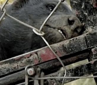 你们吃的野味蜜獾，居然是称霸非洲的平头哥