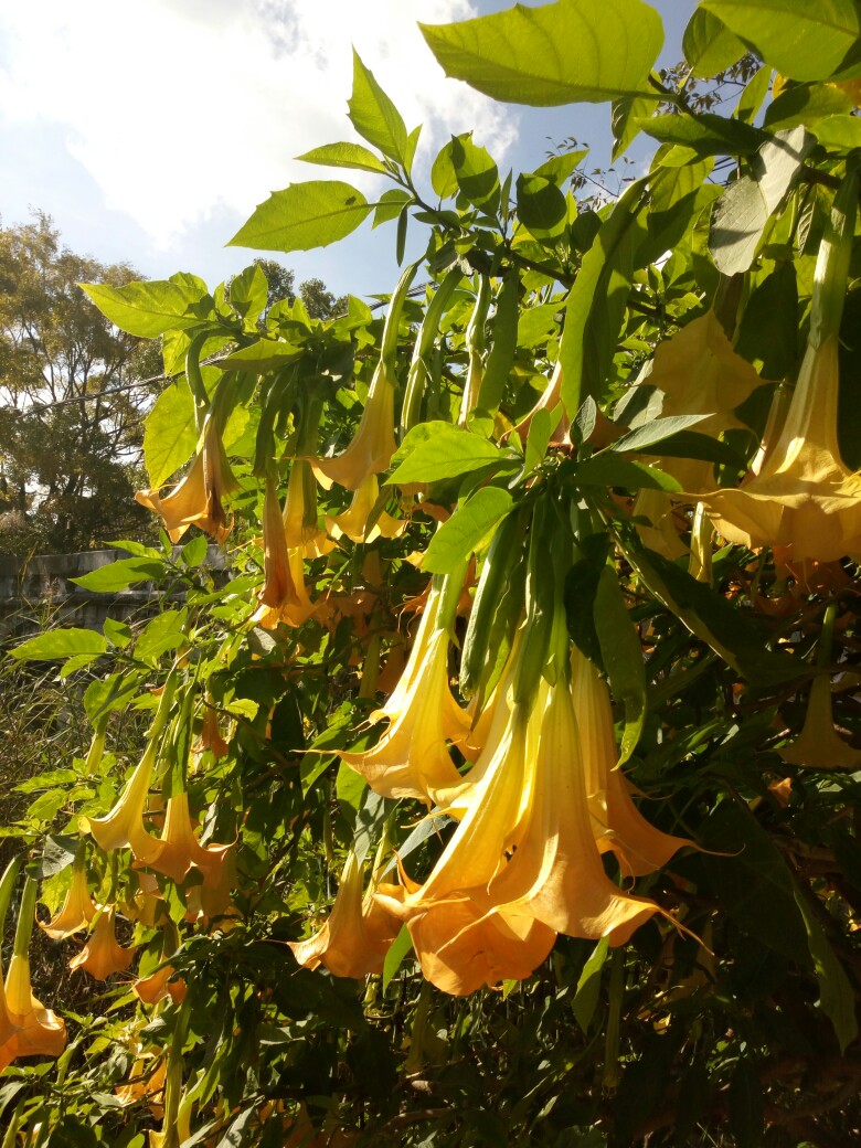 绿化带常见植物名称及图片,100种绿化带或路边常见的花草